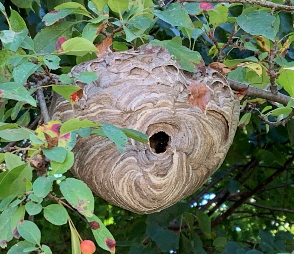 Wasp Hunter